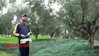 Μάζεμα ελιάς - Απο το παρελθόν στο μελλον.