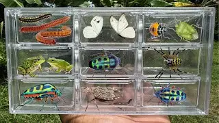 Catching insects in the garden  got Ladybug Frog Butterfly Beetle Millipede Stinkbug