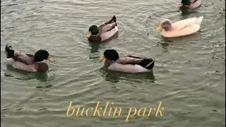 bucklin park 