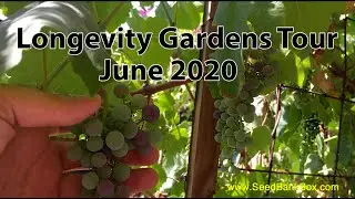Longevity Gardens Tour June 2020 - with Pamela Mace