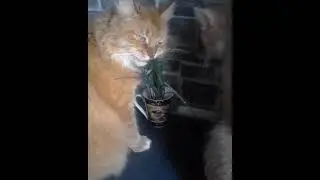 Maine Coon 