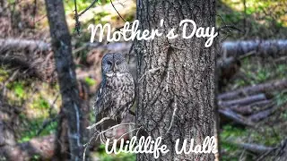 Y1E20: Mother's Day Wildlife Walk