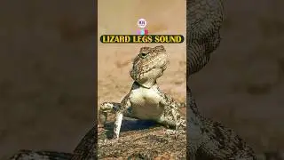 Lizard legs sound, Lizard sound