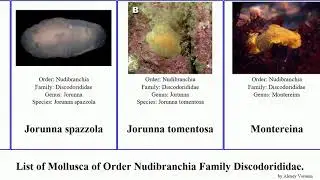 List of Mollusca of Order Nudibranchia Family Discodorididae. halgerda platydoris jorunna rostanga