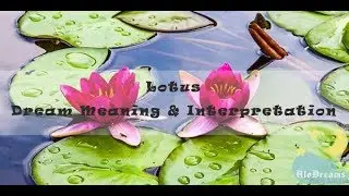 Lotus - Dream Meaning and Interpretation