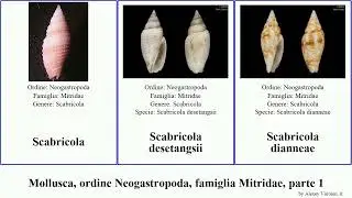 Mollusca, ordine Neogastropoda, famiglia Mitridae, parte 2 scabricola subcancilla mitra swainsonia