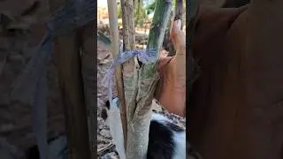The papaya tree that was grafted from a male plant to a hermaphrodite plant has started to grow.