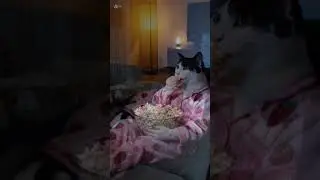 【＃shorts】ココアちゃんのルーティン❤️　#capcut #GoogleGemini #猫動画 #cat #ハチワレ #ハチワレ猫