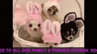 HAPPY EASTER & PASSOVER TO OUR FRIENDS & FAMILY!/OhCarolShow