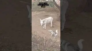 cuando el burro ataca xD #burros #burro #husky #shorts #peleas #viral