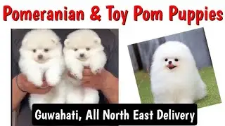 Best Pomeranian and Toy Pom Puppies in Guwahati 🐾 All Assam and North East Delivery 🚚
