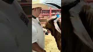 Huele rico huele a ganado ❤️🐮