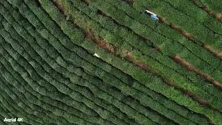 Hangzhou , China in October 2018 Longjing tea plantation