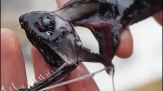 Deep Sea Fact Files Episode 1: The Dragonfish.