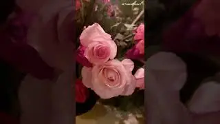 Beautiful Rose #nature #ytshort #youtubeshorts #natureframe