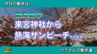 【熱海散歩】1月なのにもう桜？早咲きの「あたみ桜」がキレイだった日。ただただ歩いて熱海サンビーチを目差す【熱海散歩】
