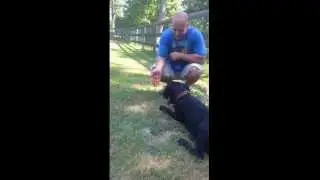 Jax & the Touch Target Cue