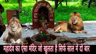 Pateshwar Mahadev । Gir Forest । Pateshwar Temple Gir Gujarat । Gir Jungle
