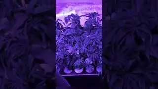 clone machine doing its thing. crazy big roots