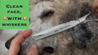 Clean poodle face WITH whiskers - detailed version