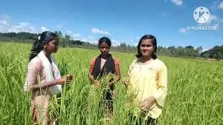 Conservation, Multiplication & Spreading of Indigenous local landrace paddy & millet seeds.