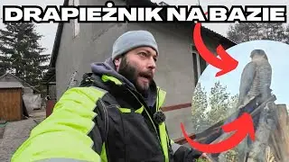 Krogulec w karmniku i szpinak dla kur