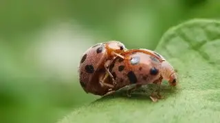 HOW DO INSECT MATE ? | Micro World#short