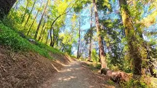 1 Hour Summer Walk in California Redwoods | Deep Focus Nature Healing | Calm, Green & Silent Music