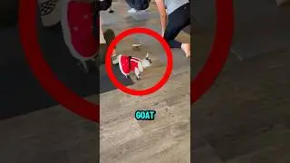 Cutest Baby Goat..🐐😂