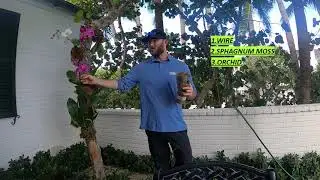HOW TO attach ORCHIDS to a tree