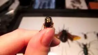 Vespula alascensis (vulgaris) Queen on my hand