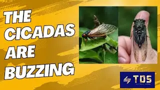 Cicada Invasion 2025 - Look and Listen