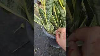24 hours oxygen giving plant # snakeplant # #oxygenplant #indoorplants #youtubeshorts