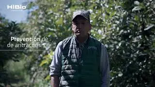 HiBio - Vladimir Benitez - Aguacate