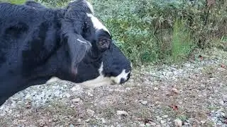 Nursing Belle back to good health at the Ant Hill