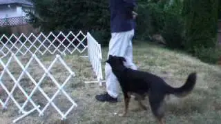 Clicker Training Focussed Ring Gate Entry and Exits with Dogs