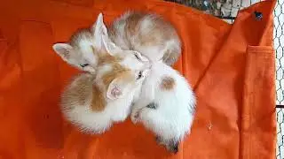 So cold the baby kittens are sleeping together to wait for mom feeding milk 