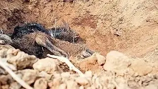 ছাগল মারা গেছে | Goat Farm Update | ছাগল ফার্ম ভিডিও
