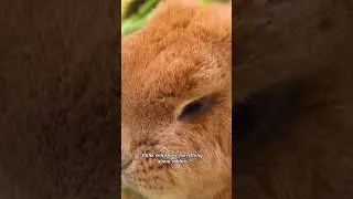 facts about rabbits #factloop #facts #funfacts #factsaboutrabbit