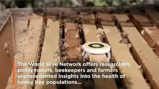 The World Bee Project Hive Network