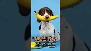 Can dogs Eat Banana Peels? #shorts #bananaspeels #CanDogsEat