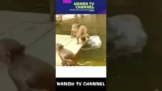 Video Monyet Lucu | Kumpulan Video Tingkah Lucu Monyet #shorts