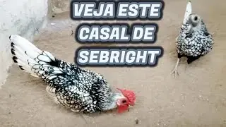 Sebright prata - Zebraite. Casal reprodutores para ovos galados f&eacute;rteis. Galinha Miniatura ex&oacute;tica