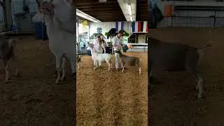 2018 Montgomery County Fair SR Doe shoe