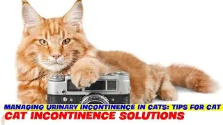 Managing Urinary Incontinence in Cats: Tips for Cat Owners