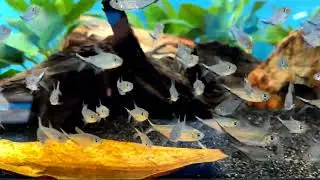 Blackline Costae Tetra