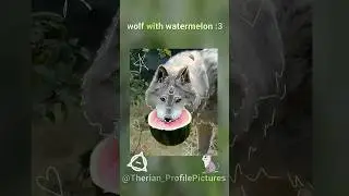 Watermelon wolf!🍉🐺 #autumnj #lynxtherian #profilepicture #song