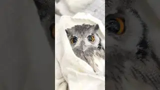 ✅ #フクロウ 爪とくちばしのケア🦉✨【一日一羽限定】やさしく整える、小顔施術の特別メンテナンス🪶 #アフリカオオコノハズク#フクロウカフェ #秋葉原  #owl #owlcare