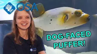 The Adorable Dog-Faced Puffer