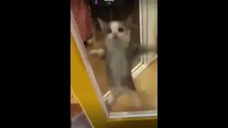 Original Happy kitten Meme #Happykitten